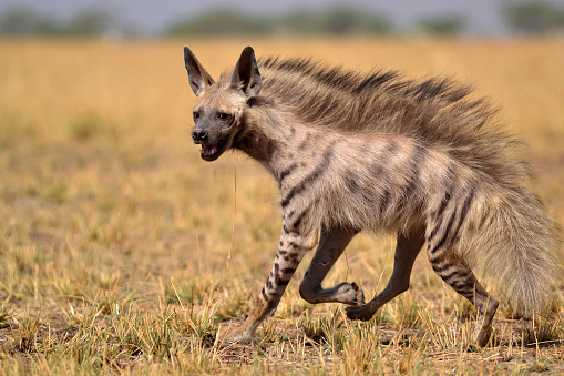 Striped Hyenas get their name because of the stripes on their body. Their behavior is nocturnal, but can be seen getting out of the den around dusk and dawn. The image is clicked at Velavadar (Bhavnagar), Gujarat.