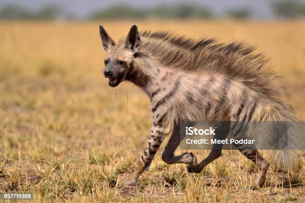 Striped Hyena On A Morning Walk Stock Photo - Download Image Now - Hyena, Striped, Animal Mane