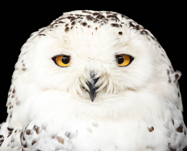 istock portrait of a beautiful snow owl 857720024