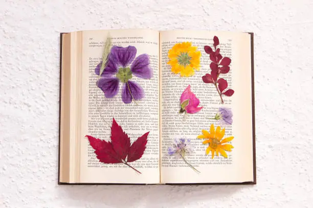 Photo of pressed flowers in an old book (Goethe, public domain)