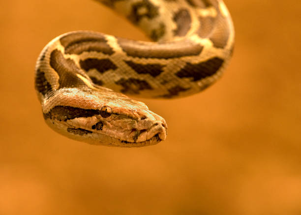 220+ Asian Rock Python Stok Fotoğrafları, Resimler ve Royalty-Free ...