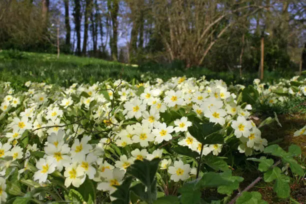 A small bank of primroses (Primula vulgaris) in full flower in spring on a woodland edge.
