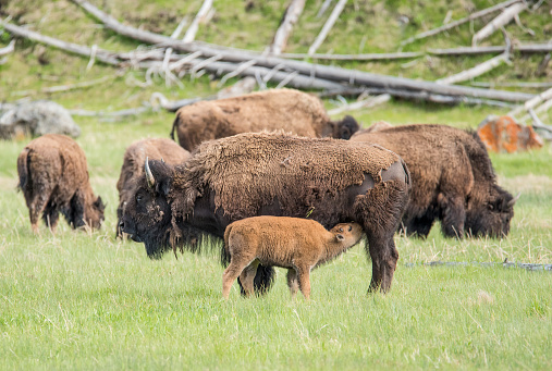 Mother buffalo (bison bison) is nursing its baby. Yellowstone National Park, Wyoming, USA