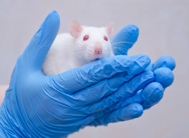 istock Scared white laboratory rat in the hands of a researcher 857724358