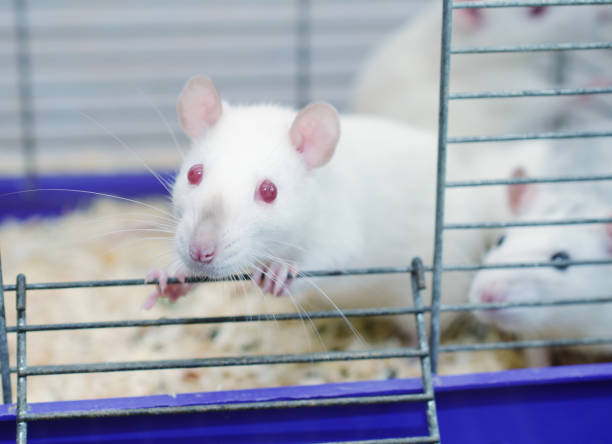 istock Curious white laboratory rat looking out of a cage 857724360