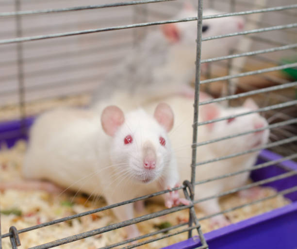 istock Curious white laboratory rat looking out of a cage with other rats 857724368