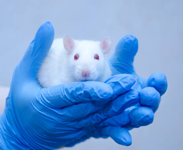 istock White laboratory rat in the hands of a researcher 857724370