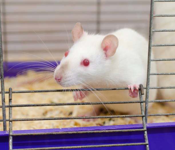 istock White laboratory rat looking out of a cage 857724390