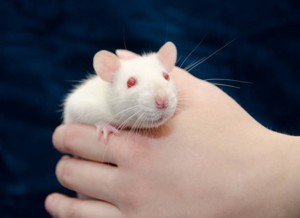 istock Cute curious white laboratory rat in a human hand 857724412