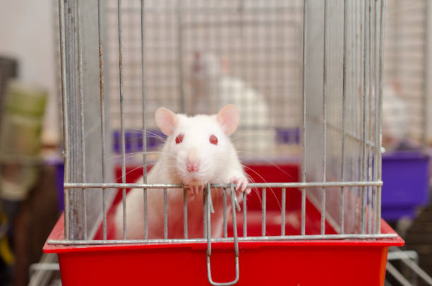 istock White laboratory rat looking out of a cage in a laboratory 857724460
