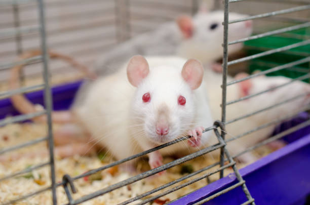 istock White laboratory baby rat looking out of a cage 857724474