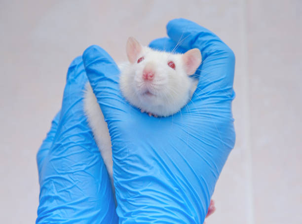 istock Scared white laboratory rat in the hands of a researcher 857724476