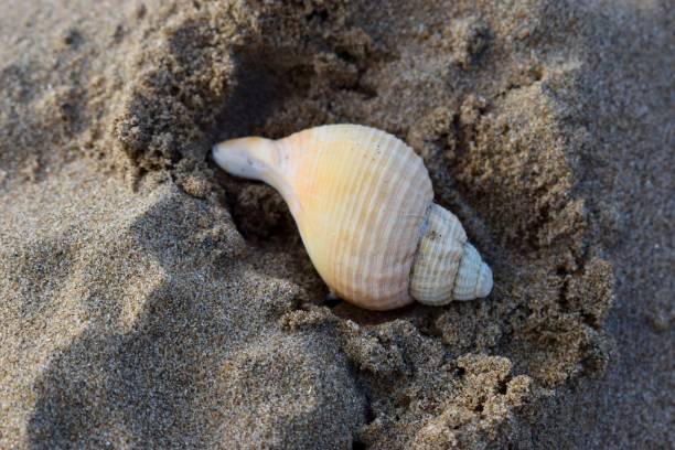 istock Spiral Sea Shell, Swansea Bay, UK 857725576