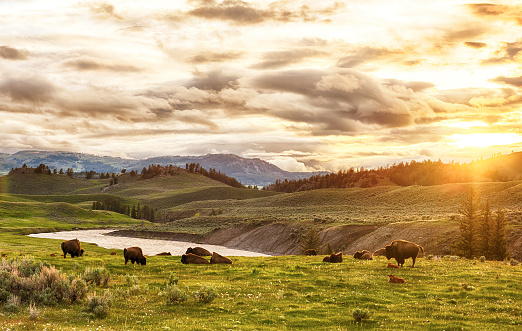 Herd of bison or buffalo crossing bridge in the Yellowstone Ecosystem in Wyoming, in northwestern USA. Nearest cities are Gardiner, Cooke City, Bozeman and Billings Montana, Denver, Colorado, Salt Lake City, Utah and Jackson, Wyoming.