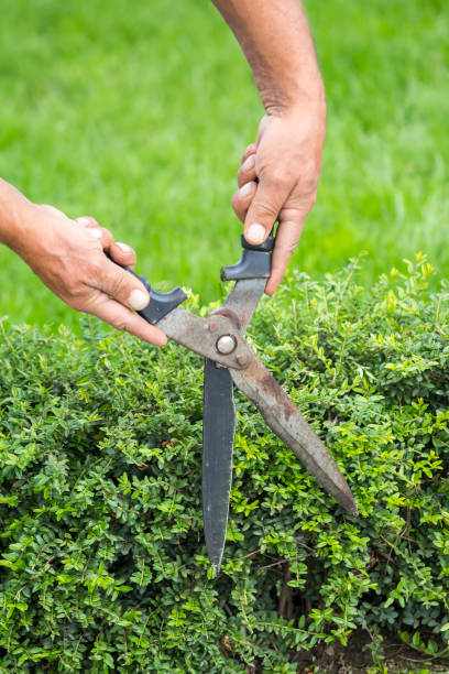 istock Gardener cutting a hedge with a hand shears 857730498