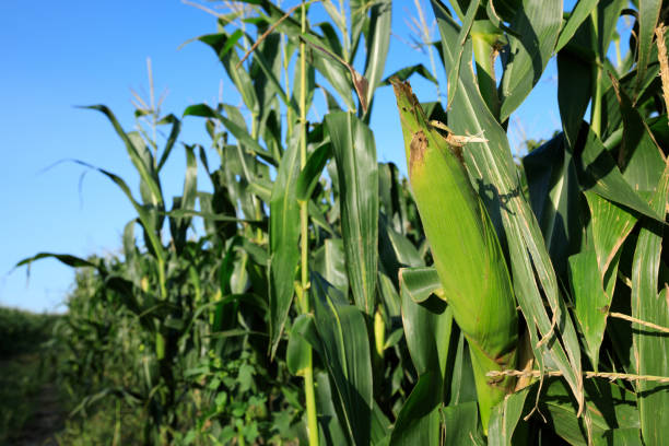 istock maize crop in growth at farm 857731064