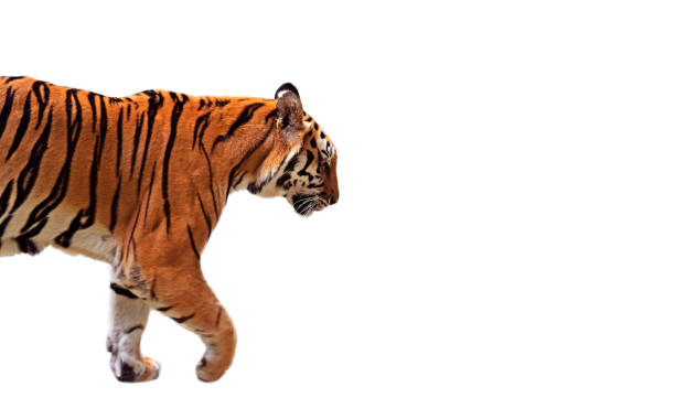 istock Closeup Bengal Tiger Walk on White Background, Clipping Path 857731532