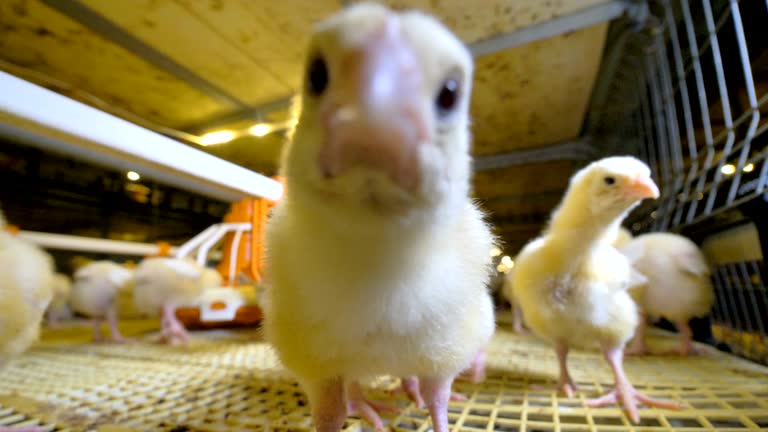 2,171 Funny Chicken Stock Videos and Royalty-Free Footage - iStock | Funny chicken illustration 2,171 Funny Chicken Stock Videos and Royalty-Free Footage - iStock | Funny chicken illustration
