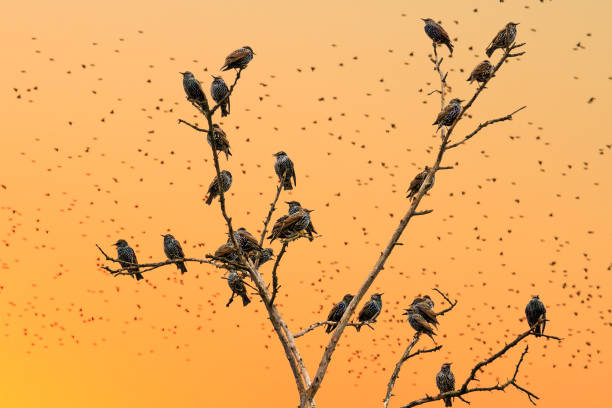 starlings sitting on the branches on a background of orange sky , wildlife and bird migration