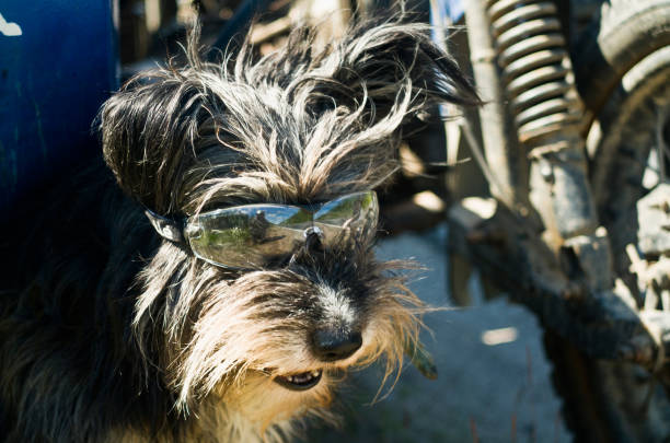 Black fluffy dog with glasses near a motorcycle