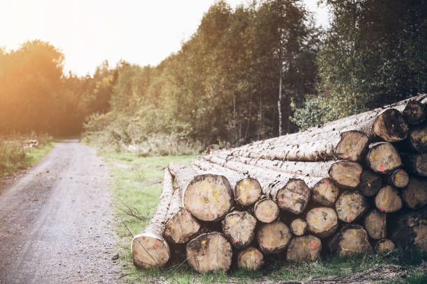 istock log pile on forest floor next to gravel road 857736726