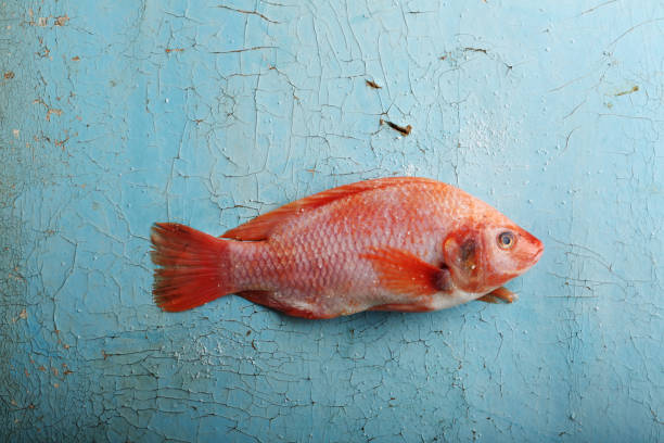 istock Raw Tilapia fish on blue background, food and copy-space 857736742