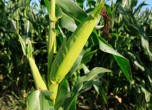 istock maize crop in growth at farm 857739262