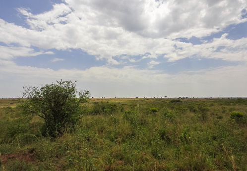 African savanna landscape. Nairobi National Park. Kenya. Eastern Africa