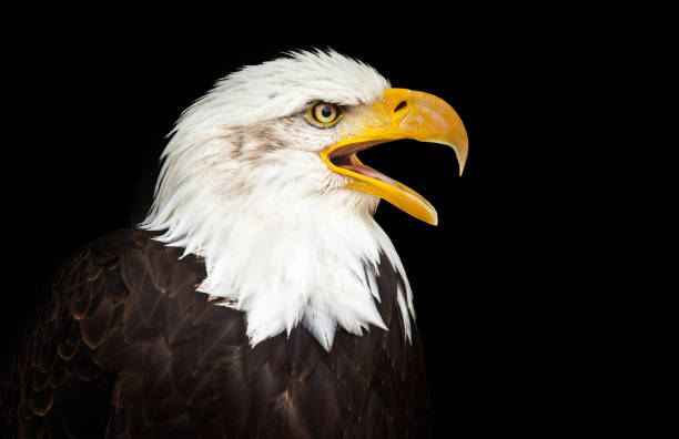 istock Portrait of a bald eagle (haliaeetus leucocephalus 857739496