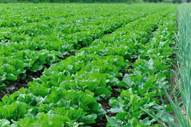 istock chinese cabbage crops in growth at field 857739614