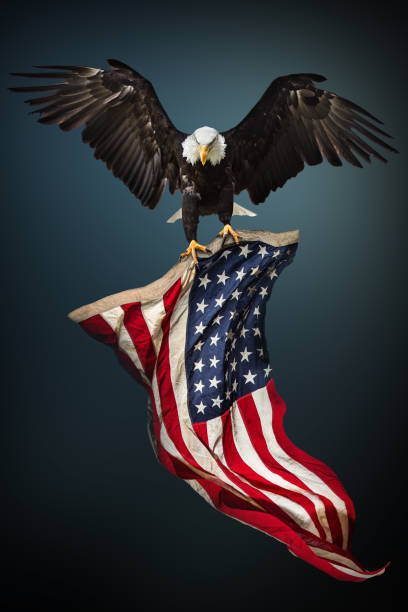 bald eagle with american flag - bald eagle imagens e fotografias de stock