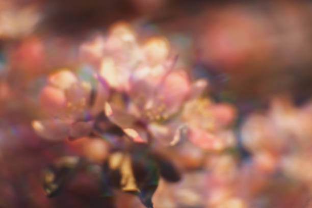 fiore rosa - 18797 foto e immagini stock