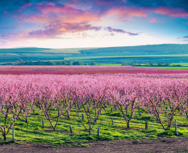 Flowering peach orchards near Istanbul.