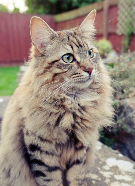 istock Long Haired Maine Coon Tabby Cat. 857756058