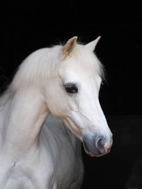 istock Headshot of a Grey Pony 857757932