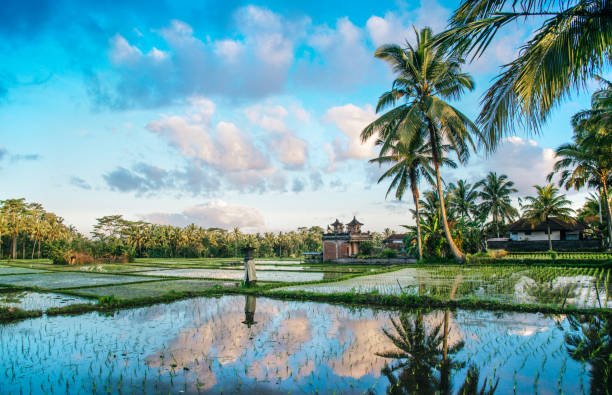 Ricefield view of Bali in Indonesia Paddy Field Rice Terrace, Bali, Asia ubud photos stock pictures, royalty-free photos & images