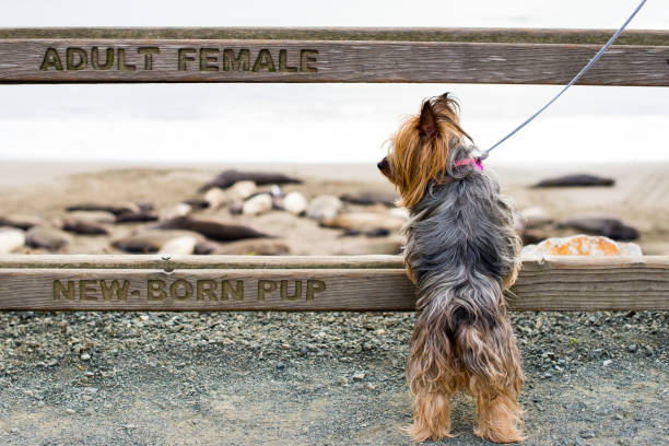 A Yorkie on a Leash A yorkshire terrier on a fence with the words newborn pup and adult female. newborn yorkie puppies stock pictures, royalty-free photos & images