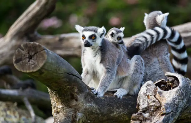 Photo of Tailed lemurs (Lemur catta) sitting on a branch