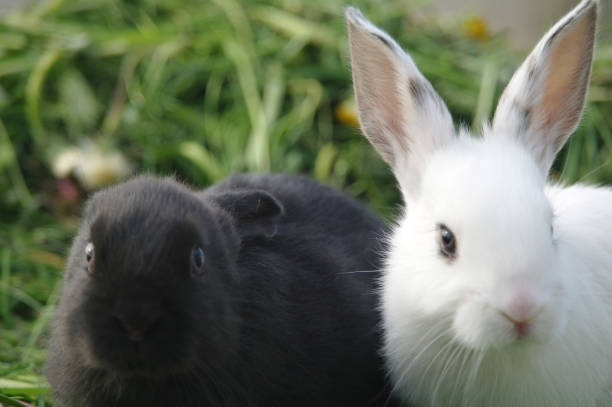 istock Black and white baby rabbits on green grass 857766466