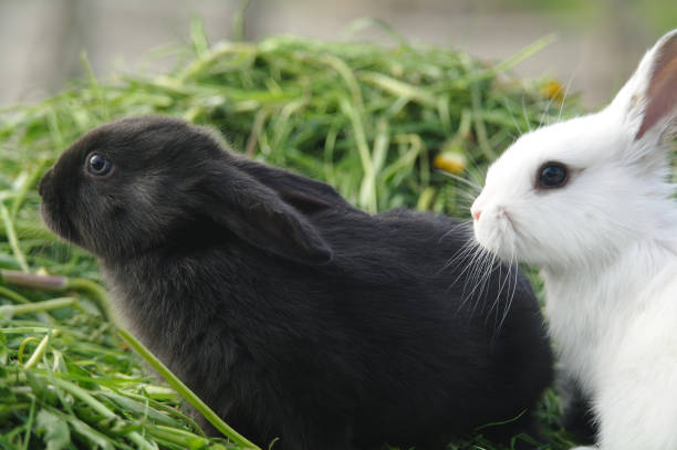 istock Black and white baby rabbits on green grass 857766498