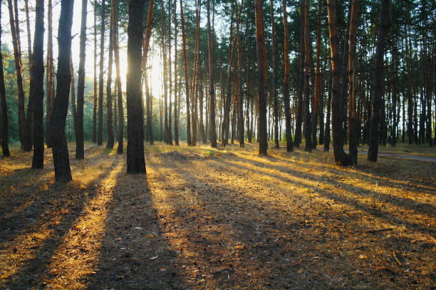 istock A bright Sunny morning in a pine forest 857766796