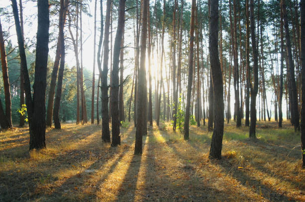 istock A bright Sunny morning in a pine forest 857766822