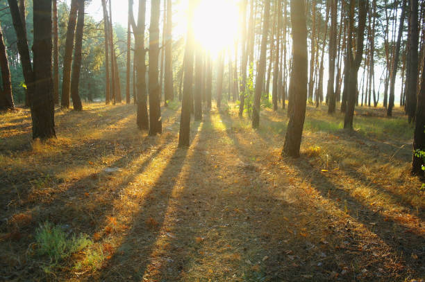 istock A bright Sunny morning in a pine forest 857766846