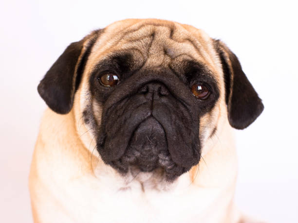 istock A sitting pug dog looks sad. Isolated 857768078