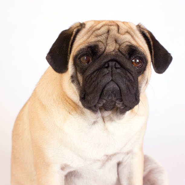 istock A sitting pug dog looks sad. Isolated 857768148