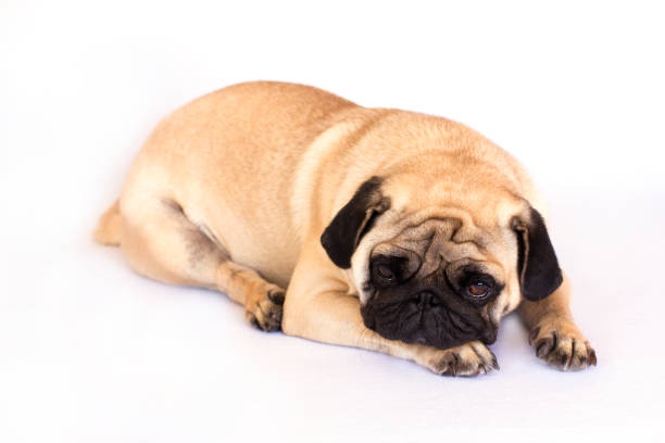 istock The lying pug is yawning. White background. 857768350