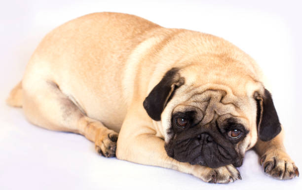 istock The lying pug is yawning. White background. 857768380