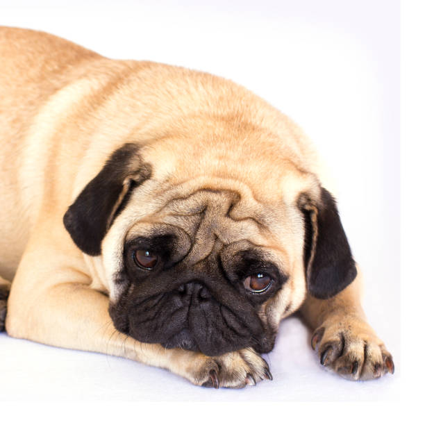 istock The lying pug is yawning. White background. 857768386