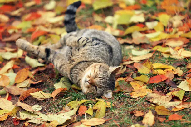 Photo of The cat lies on the fallen yellow leaves