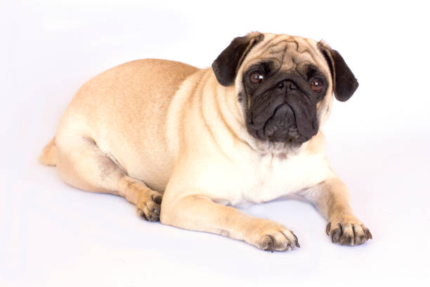 istock The lying pug is yawning. White background. 857768720